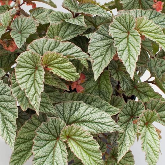 Angel Wing Begonia 'Frosty' Cane Begonia STARTER PLANT Etsy