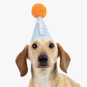 Può includere: Un cane marrone chiaro che indossa un cappello da festa blu con un pon pon bianco in cima e un numero uno bianco sul davanti. Il cane sta guardando la fotocamera.