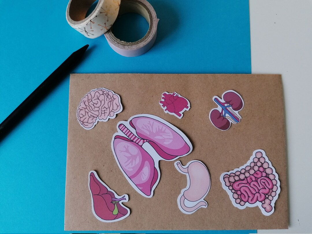 Biology Sticker| Anatomy Stickers | Organ Stickers |heart |lungs| Brain ...