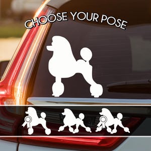 May include: White poodle car decal with the text "CHOOSE YOUR POSE". The decal features a poodle silhouette in a classic show cut. Additional decals show the poodle with a ribbon.