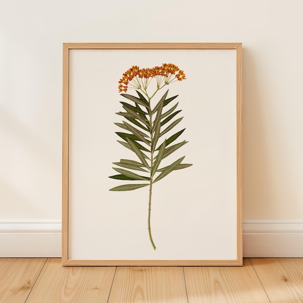 Pressed Butterfly Milkweed Art Print: Native Plant Wall Decor