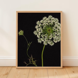 Queen Anne's Lace Giclée Art Print: Victorian Pressed Flower Wall Art