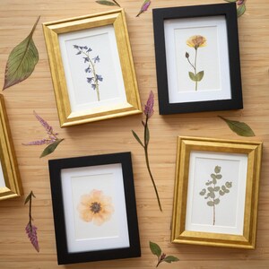 Pressed Yellow & Pink Roses Mini Art Print || 2x3 Gold Framed Pressed ...
