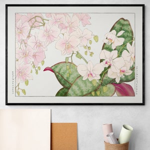 Orchid Flower Japanese Woodblock Floral Aesthetic Old Vintage Antique Botanical Naturalist Fine Art Poster Print