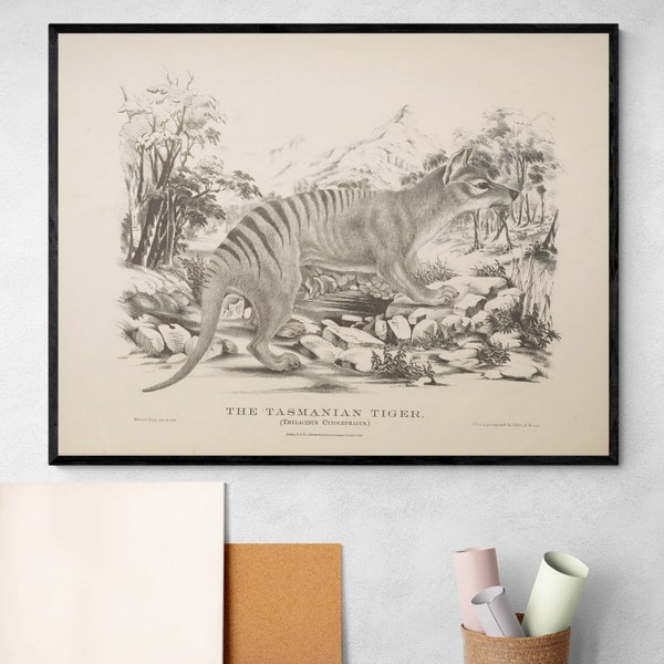 Thylacine Tasmanian Tiger Vintage Extinct Wildlife Nursery Classroom Decor Zoology Animal Antique Illustration Art Poster Print