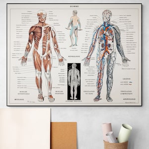Human Body Neuroscience Muscular Circulatory System Anatomy Medical Chart Antique Old Vintage Scientific Illustration Art Print Poster