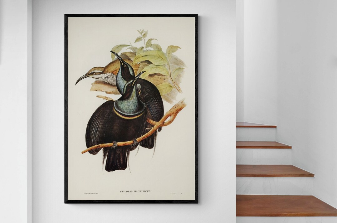 Magnificent Riflebird Drawing Magnificent Riflebird John Gould Bird Watercolor Vintage Australian ...