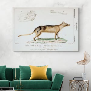 Thylacine – Tasmanian Tiger Extinct Animal Illustration | Scientific Wildlife Zoology Art Print | Natural History Fine Art Decor