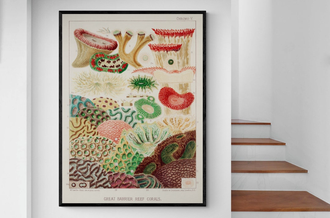 Australian Corals Patterns Corals Great Barrier Reef Australian Marine Ocean Underwater - Etsy