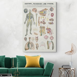 1886 Lehrtafel Anatomie des Nerven- und Atmungssystems Medizinisch Wissenschaftliche Illustration Fine Art Print