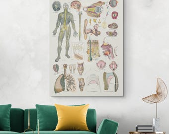 1886 Nervous & Respiratory System Anatomy Chart – Vintage Medical Illustration | Scientific Educational Wall Art | Fine Art Print