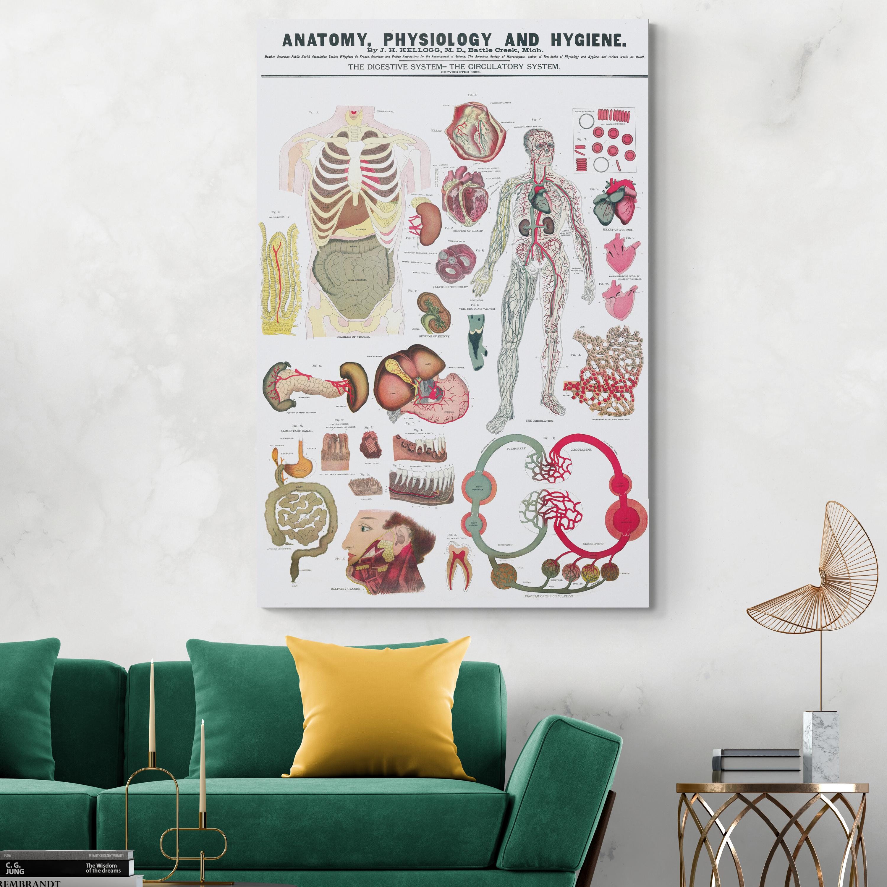 1886年解剖図 – 消化器系と循環器系 医療イラスト アートプリント