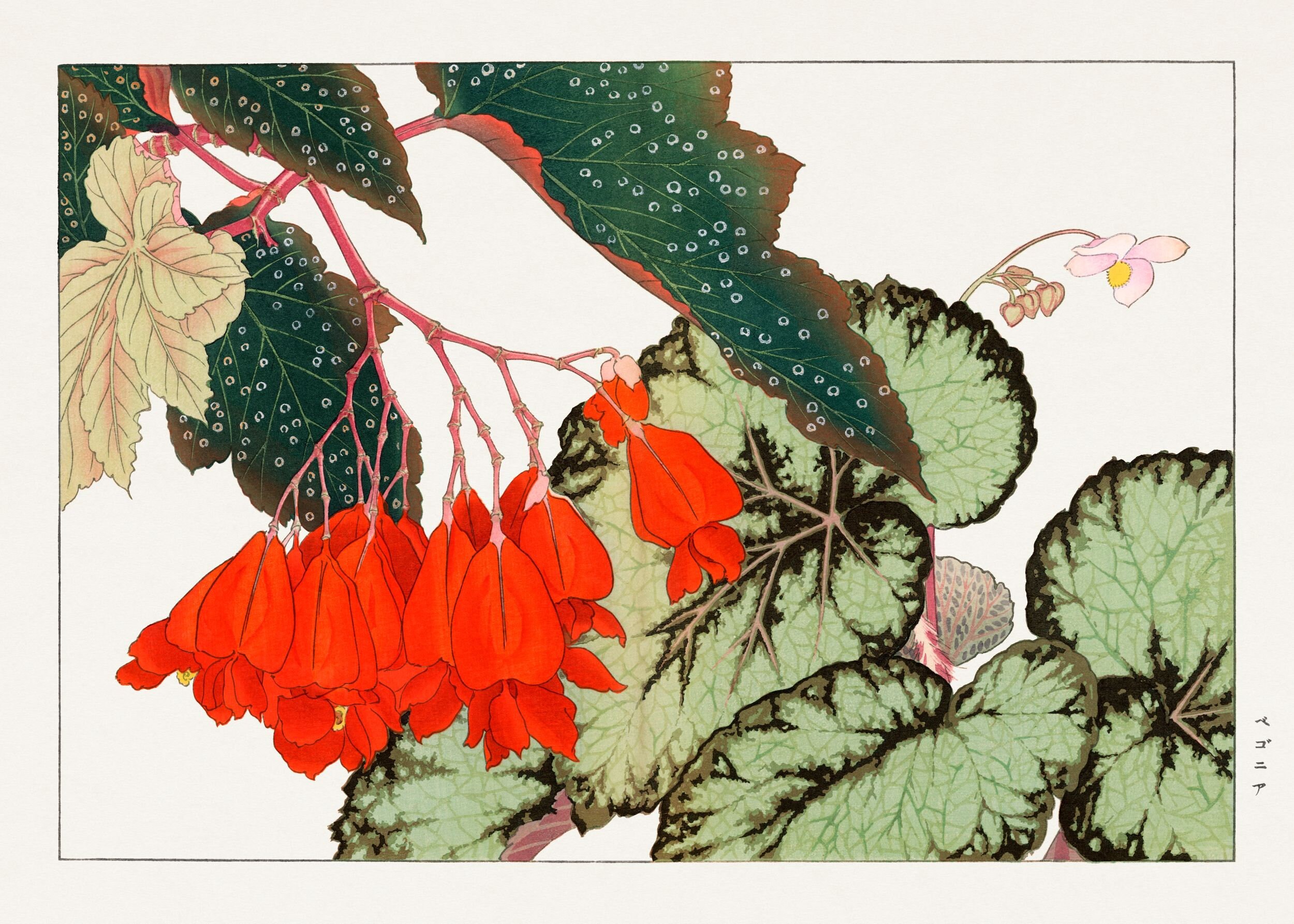 Begonia cracklin rosie deals