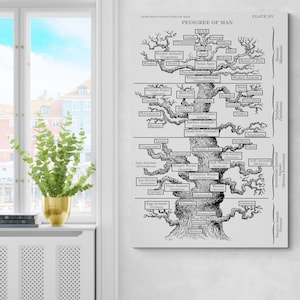May include: A black and white print of a tree diagram titled "Pedigree of Man" by Haeckel. The diagram illustrates the evolution of species, with branches labeled with various animal classifications. The print is displayed on a wall near a window.