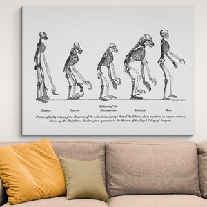 March of Progress – Human Evolution Art Print | Anthropology & Natural ...
