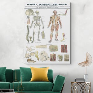 1886 Lehrtafel Anatomie des Skelett-Muskel-Systems Medizin Wissenschaftliche Illustration Kunstdruck