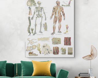 1886 Skeletal & Muscle System Anatomy Chart – Medical Educational Illustration | Vintage Science Wall Art | Fine Art Decor Print