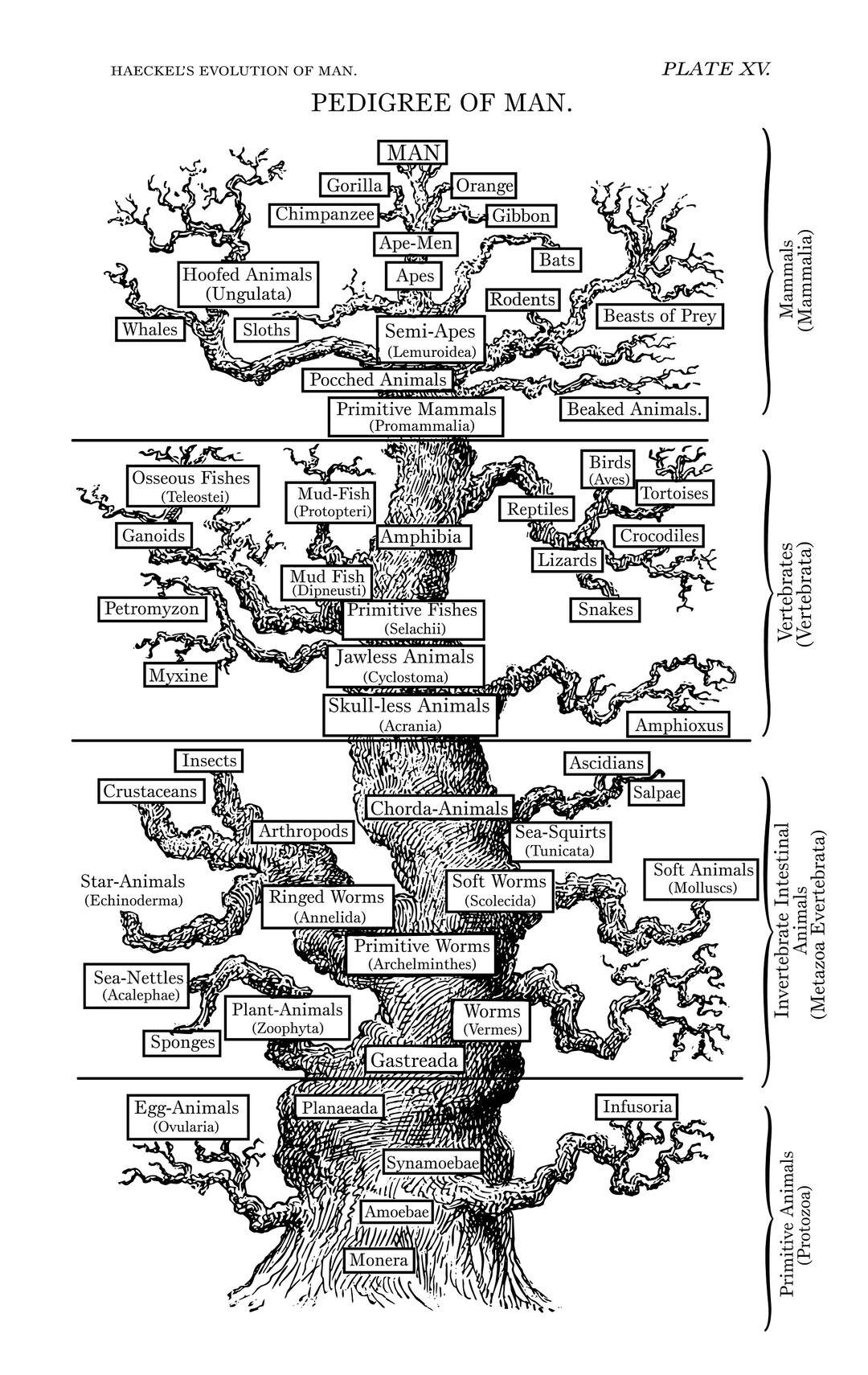 1890 Family Tree of Man Theory of Human Evolution Anthropology Biology