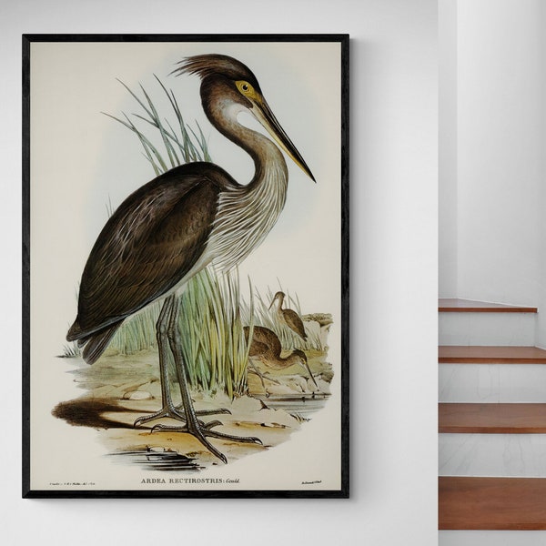 Great Billed Heron John Gould Bird Watercolor Vintage Australian Zoology Natural History Antique Decor Fine Art Poster Print