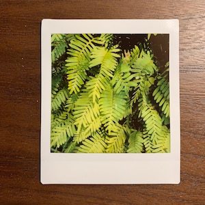 May include: A close-up photo of a green fern plant with long, thin leaves. The fern is in focus, while the background is blurred.