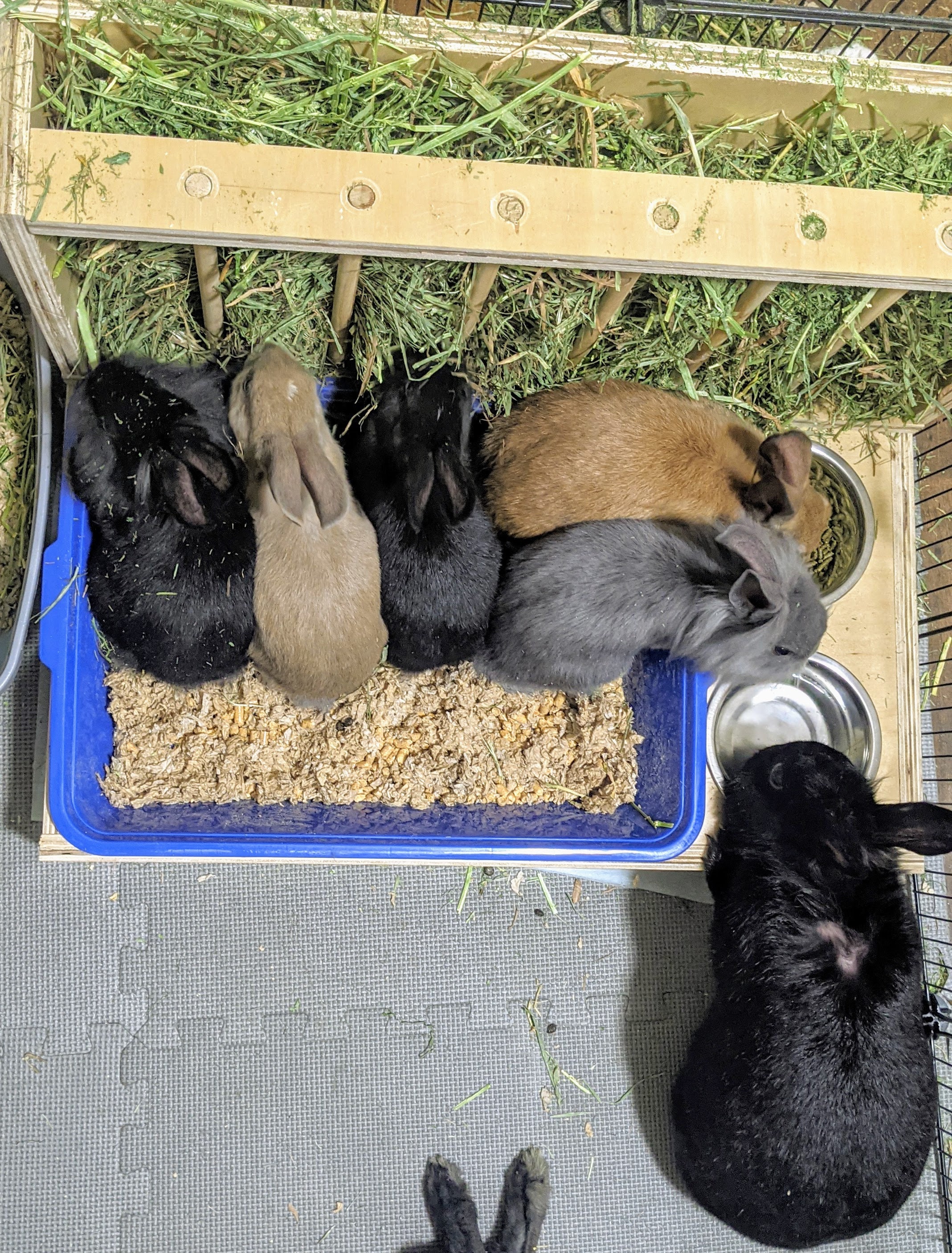 Hay Feeder Litter Box w Stainless Steel Bowls BIRCH WOOD Etsy