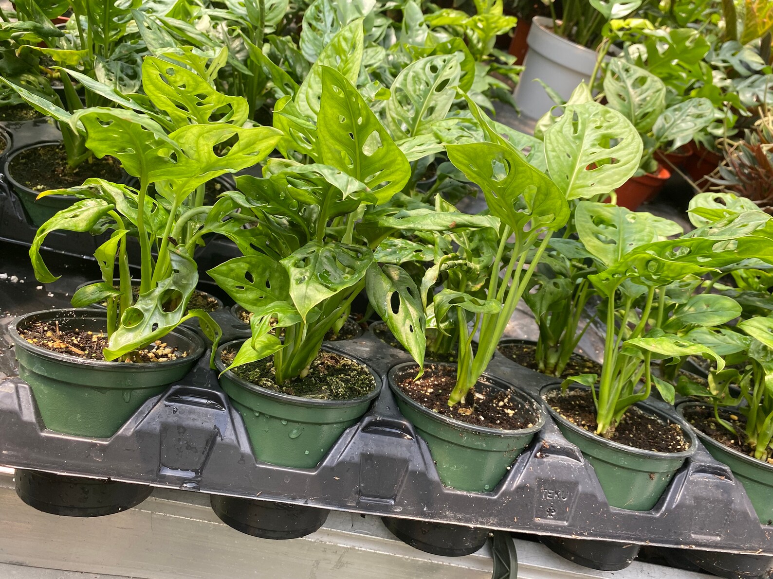 4�� pot Monstera Adansonii Swiss Cheese Vine single Etsy