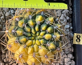 Gymnocalycium yellow Variegated Imported from thailand