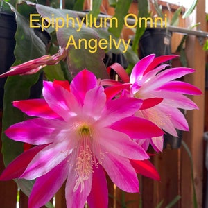 Epiphyllum Omni Cutting 8”-10” long