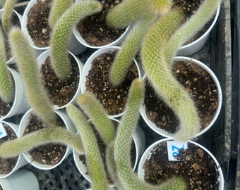 Fuzzy Monkey Tails Cactus rooted each pot 6”-7”long.Please dm for a pictures before ship