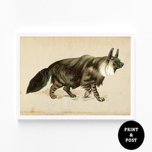 Vintage Black Fox Art Print, Colour Illustration, Available In A3, A4, A5 Sizes, Natural History Illustration, Landscape Wildlife Art Poster