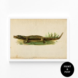 Vintage Crocodile Art Print, Reptile Colour Illustration, A3, A4, A5, Natural History Illustration, Landscape Wildlife Art Poster