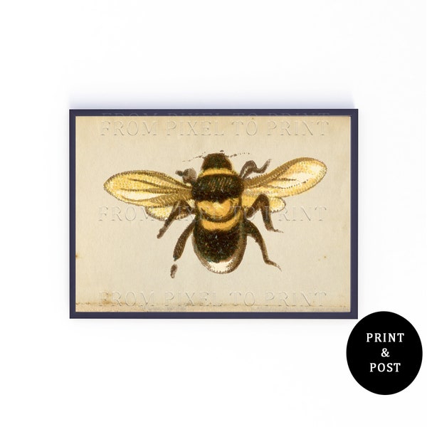 Vintage Bee Illustration Art Print, Bumblebee Art, Available In A3, A4, A5, Natural History Illustration, Landscape Wildlife Art Poster