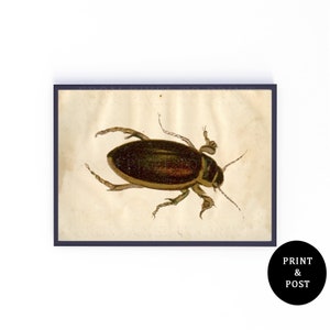 253. Vintage Beetle Insect Art Print, Entomology, Naturalist Print A3, A4, A5, Natural History Illustration, Boho Retro Art Poster