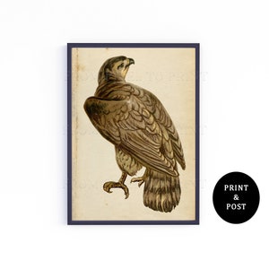 Vintage Eagle Art Print, Bird Of Prey Colour Illustration, A3, A4, A5, Natural History Illustration, Wildlife Art Poster