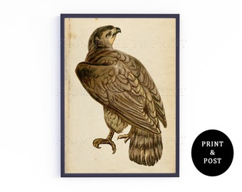 Vintage Adler Art Print, Raubvogel Farbe Illustration, A3, A4, A5, Naturkundliche Illustration, Wildtier Kunst Poster