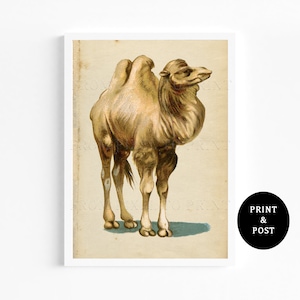 Vintage Camel Art Print, Colour Illustration, A3, A4, A5, Natural History Illustration, Wildlife Art Poster