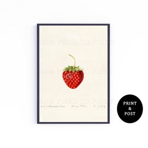 231. Strawberry Print (Fragaria) Louis Charles Christopher Krieger 1930 - Vintage Strawberry Illustration - Giclee Art Print - A3, A4, A5