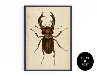 May include: Vintage illustration of a brown and green stag beetle with large mandibles. The beetle is depicted on a cream-colored background.