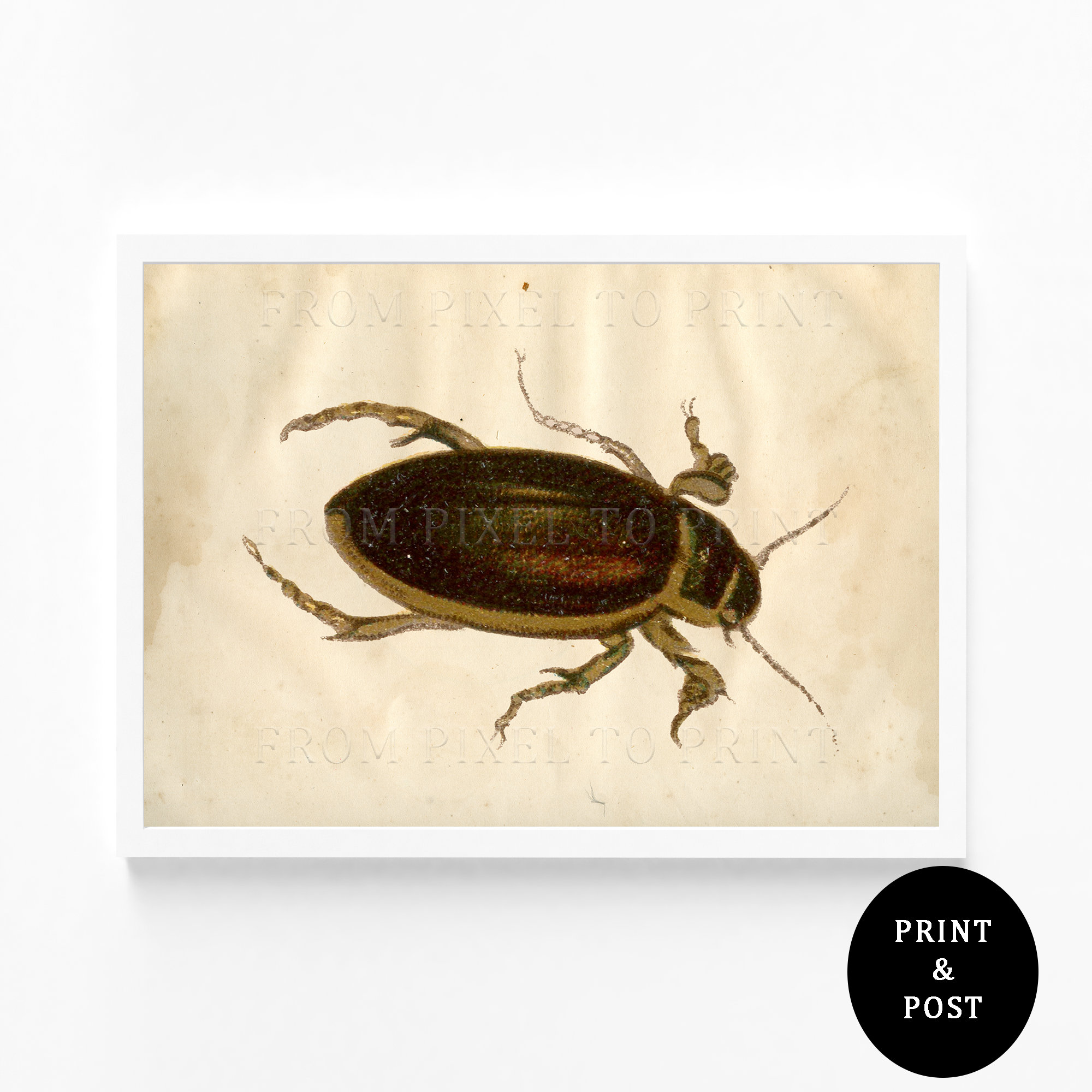 253. Vintage Beetle Insect Art Print, Entomology, Naturalist Print A3 ...