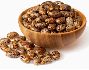 Castor organic seeds- Ricinus communis natural seeds.
