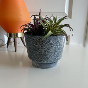 May include: A small gray ceramic planter with a speckled glaze, holding two green and purple air plants.
