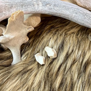 May include: Two small white bone-like objects on a brown faux fur surface. The objects are smooth and have a natural, organic look.