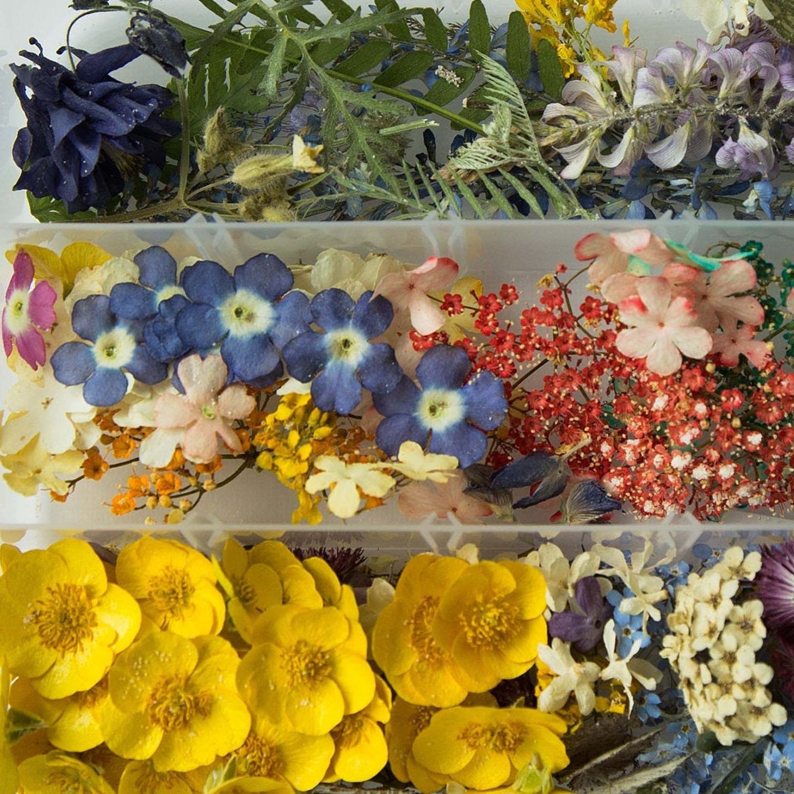 A large set of dried pressed flowers. Dried flowers for Etsy