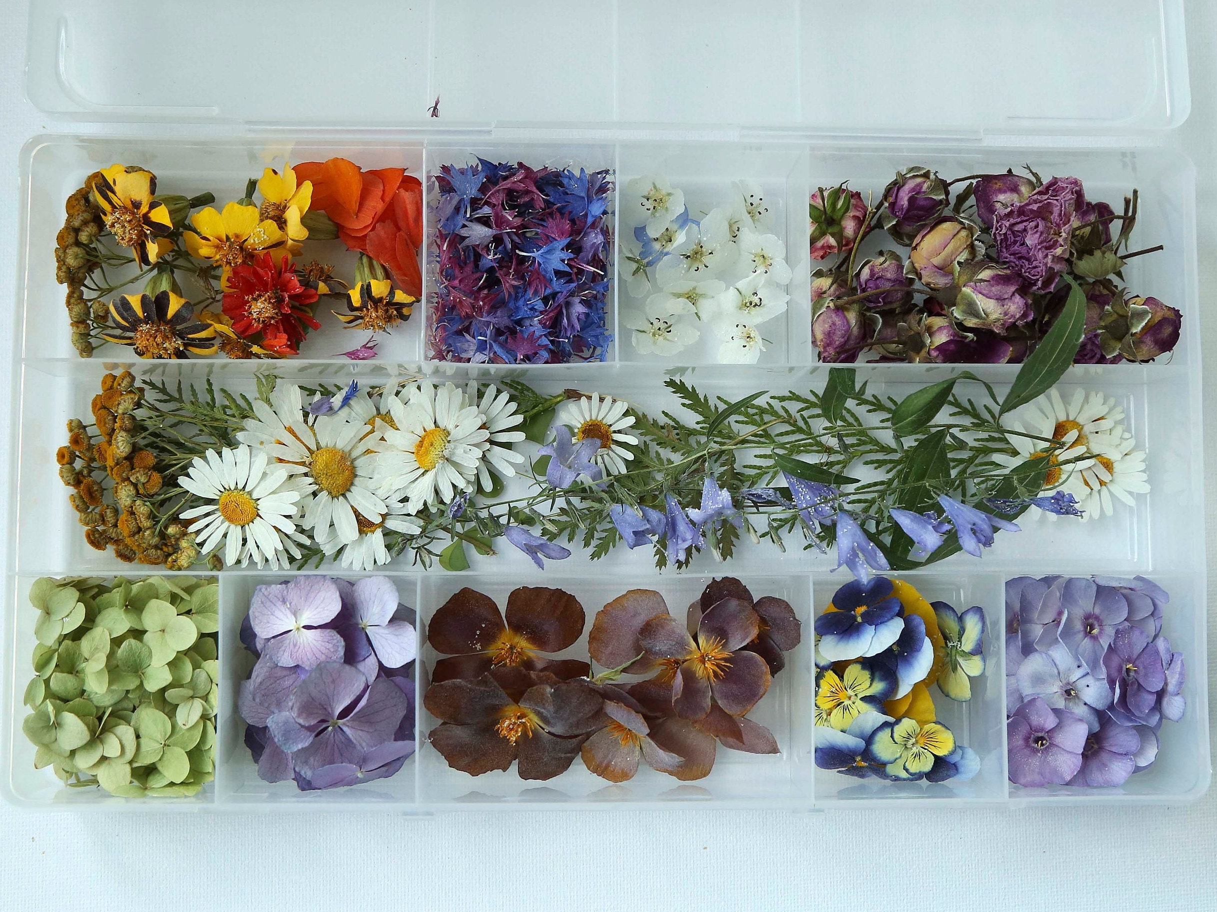 A large set of dried pressed flowers. Dried flowers for Etsy