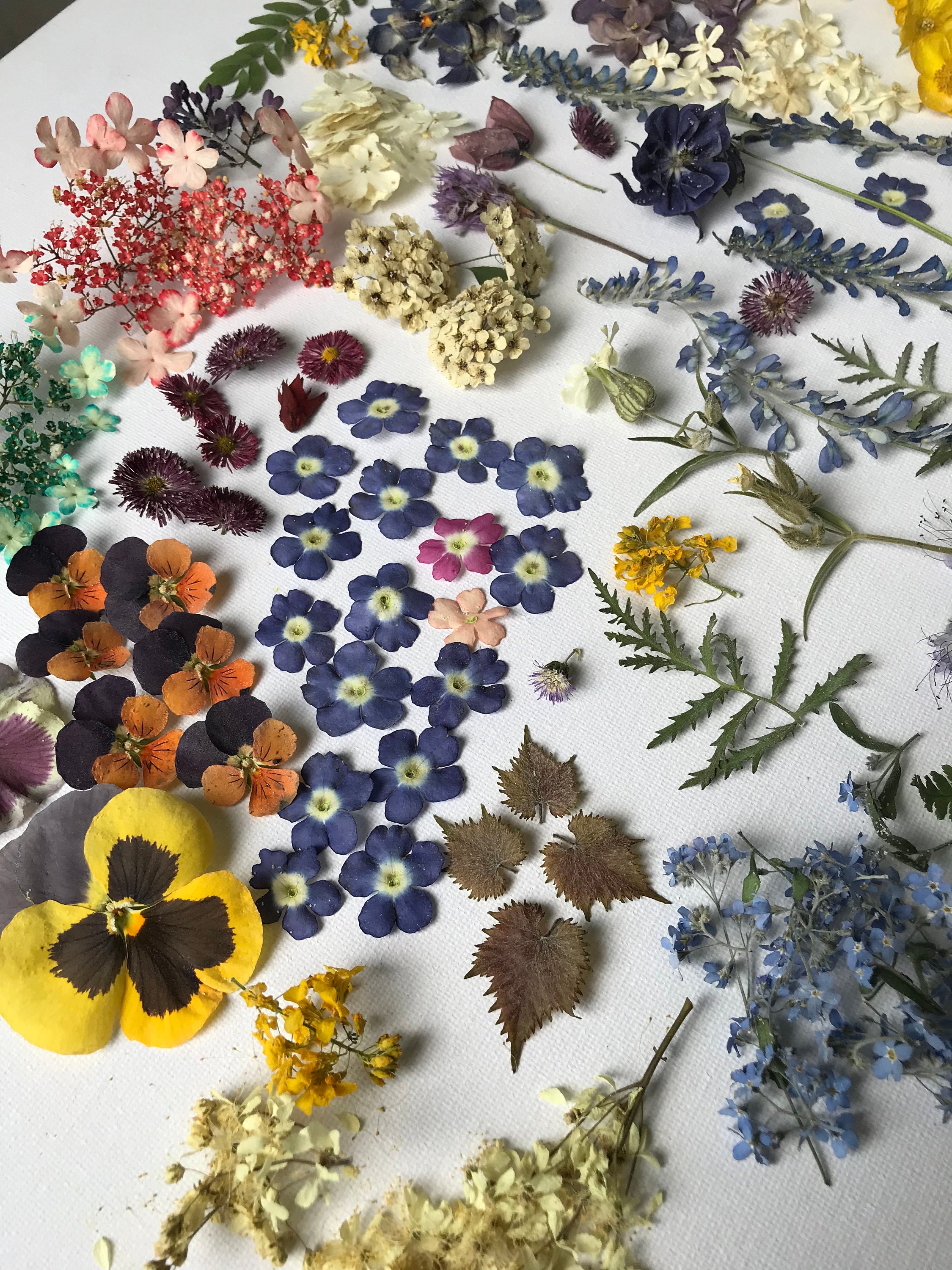 A large set of dried pressed flowers. Dried flowers for Etsy