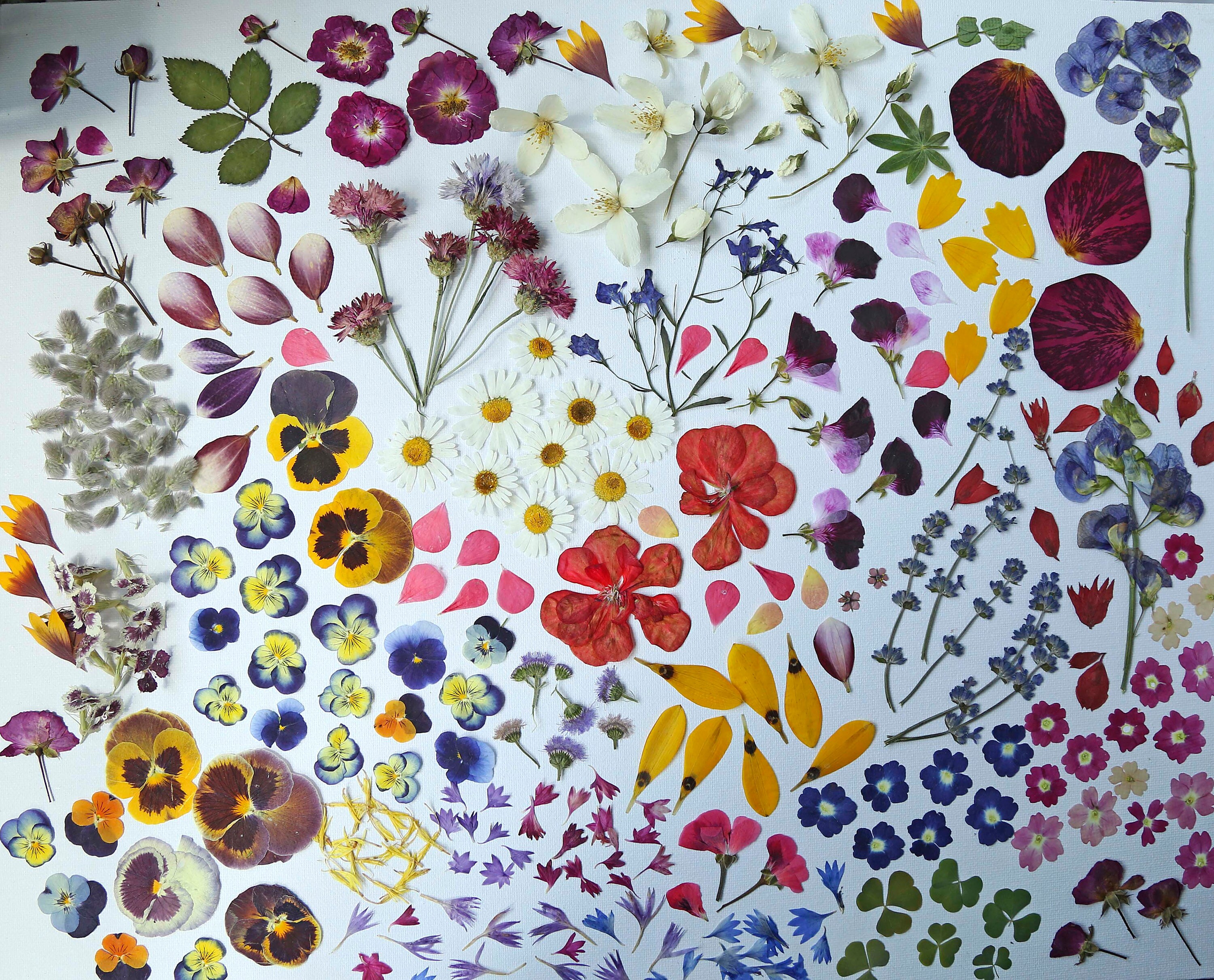 A large set of dried pressed flowers. Dried flowers for Etsy