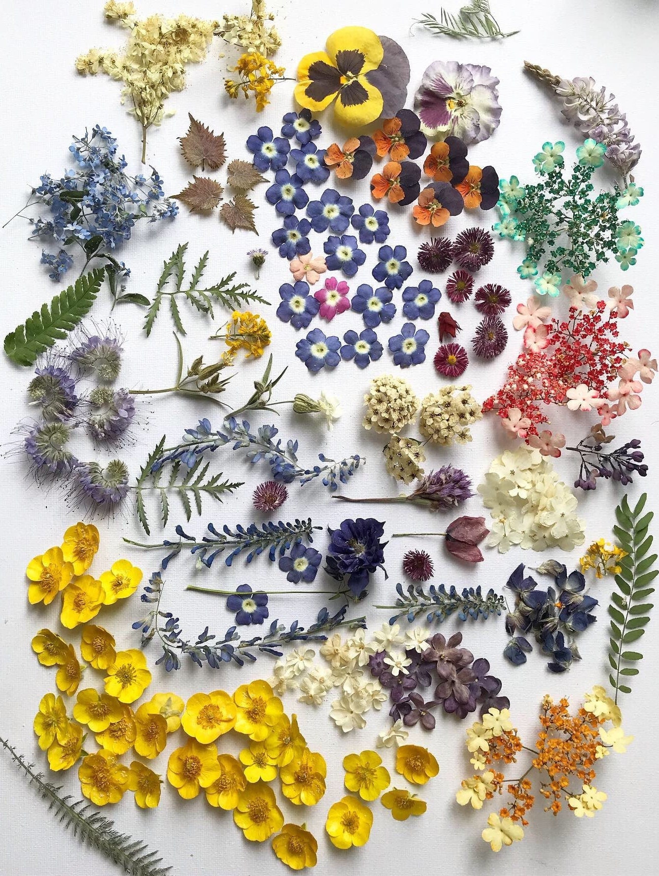 Your Guide To Finding Stunning Dried Flowers: A Comprehensive Guide To Suppliers And Stores