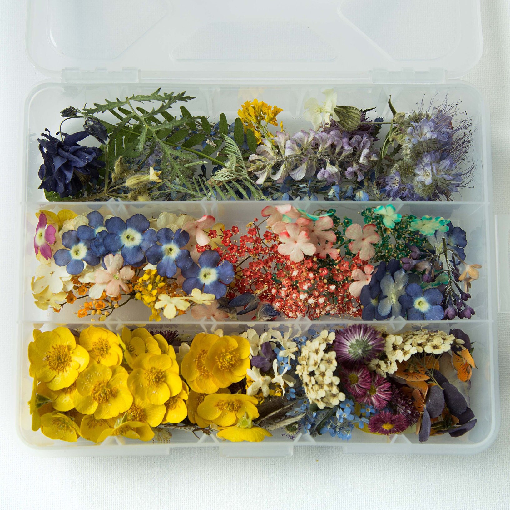 A large set of dried pressed flowers. Dried flowers for Etsy