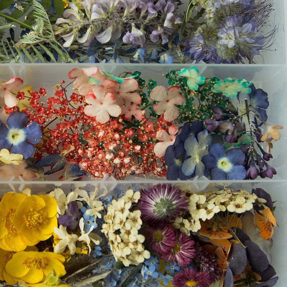 A large set of dried pressed flowers. Dried flowers for Etsy