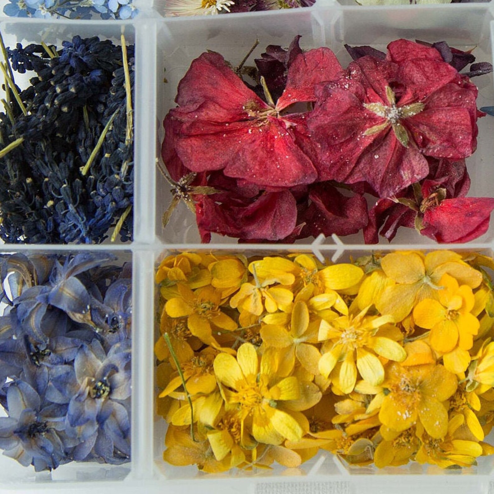 A large set of dried pressed flowers. Dried flowers for Etsy